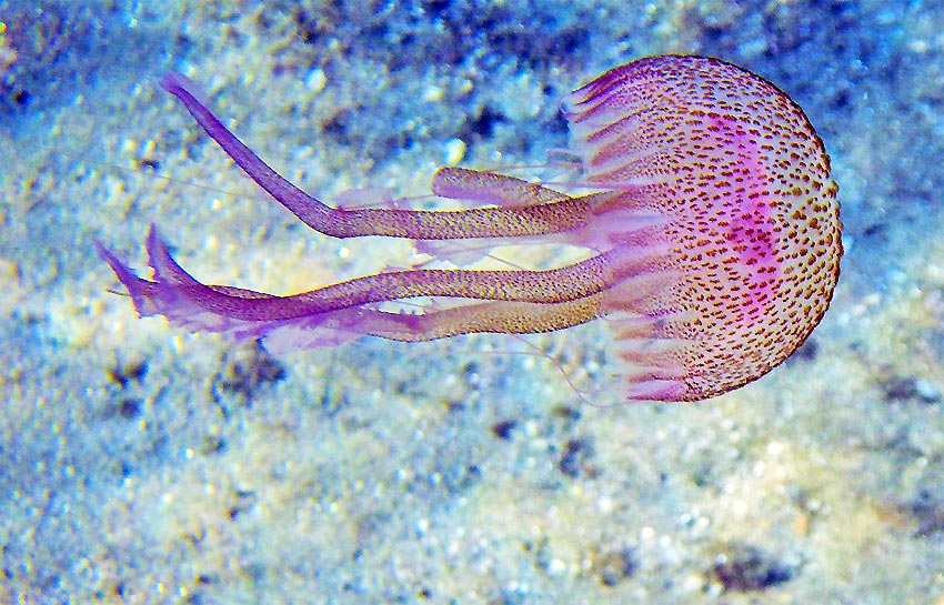 Pelagia noctiluca