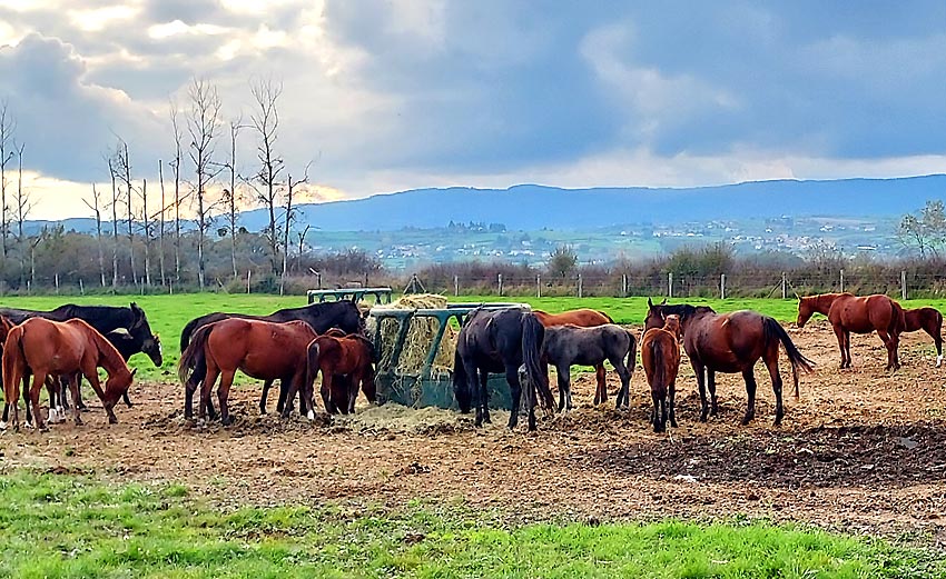 des chevaux en plaine