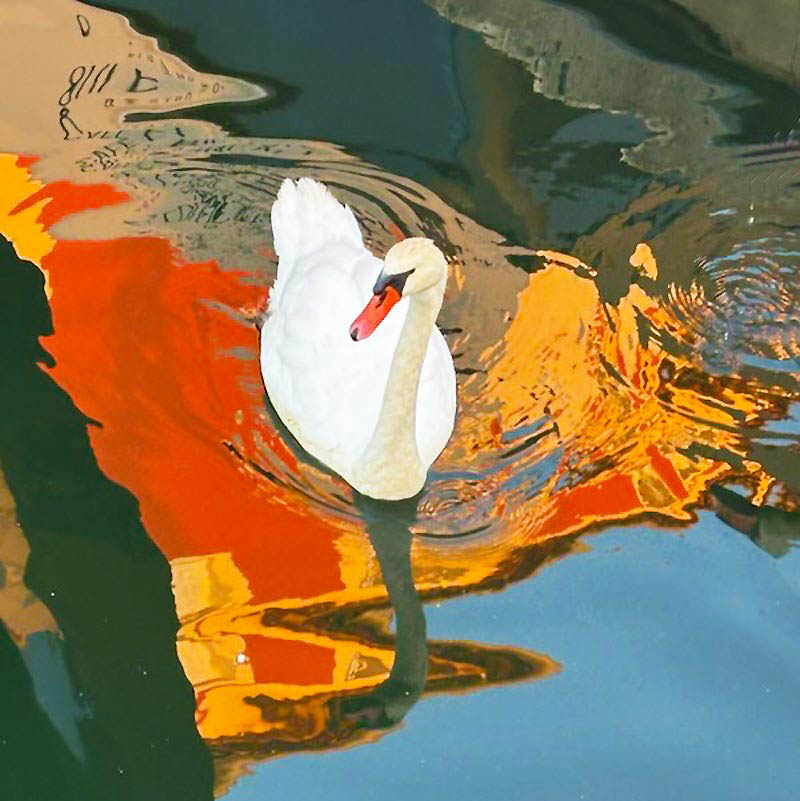 Un cygne   PORT GRIMAUD