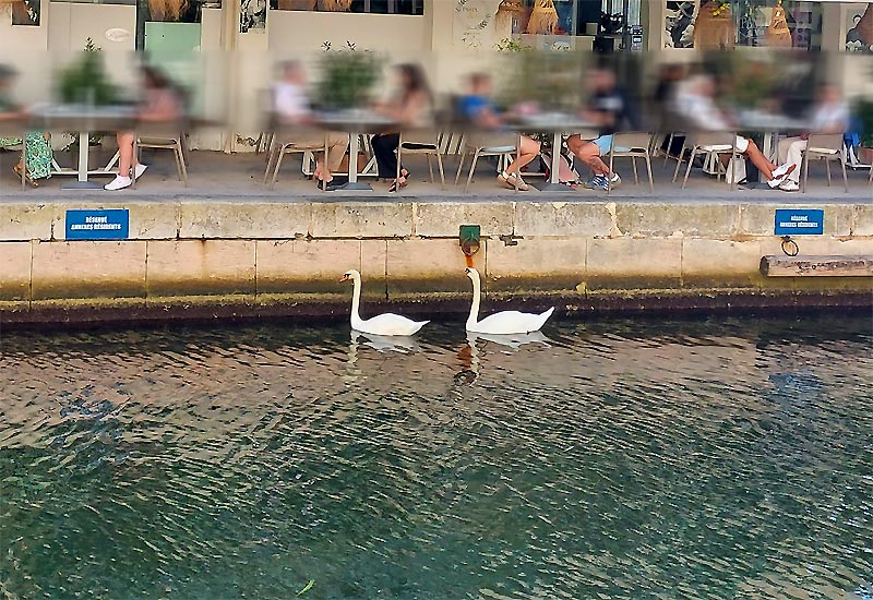 les cygnes   port grimaud