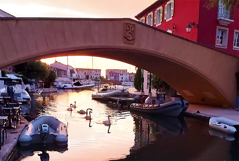 Les cygnes de Port Grimaud