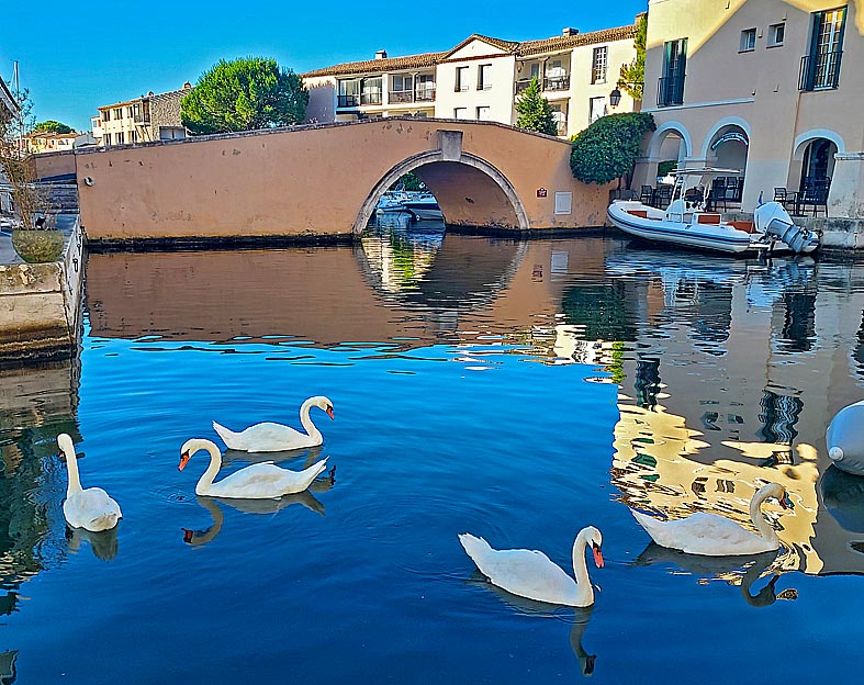 5 cygnes  port grimaud