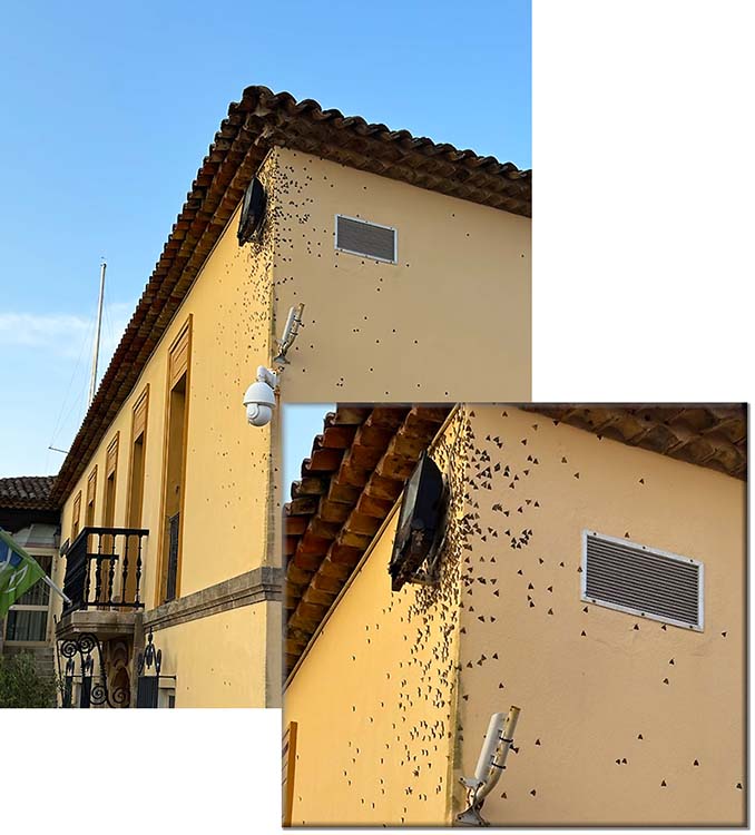 des papillons  PORT GRIMAUD